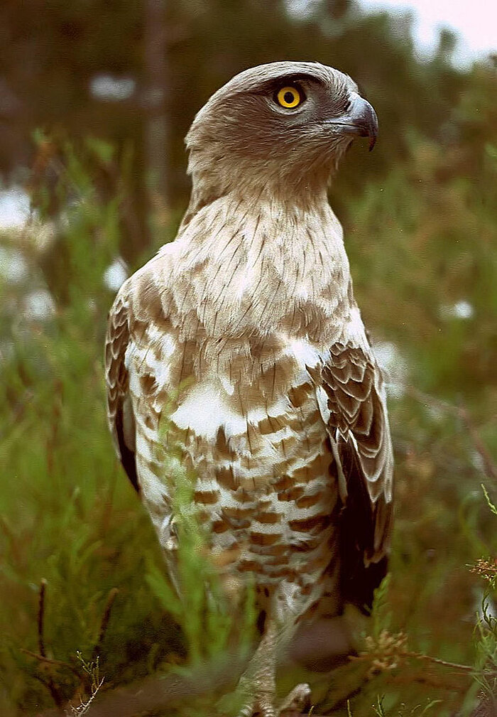 Schlangenadler