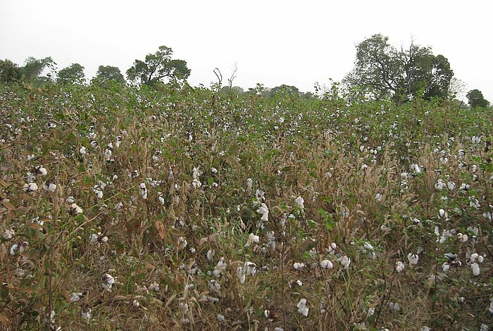 Baumwollfeld in der Casamance, Senegal