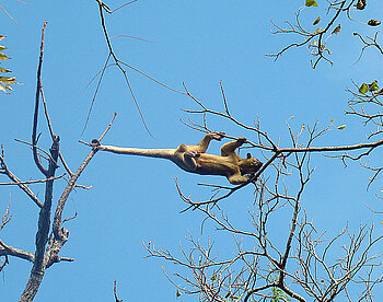 Wickelbär in Nicaragua