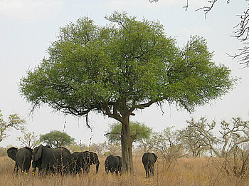 Elefanten im Waza-Nationalpark in Kamerun