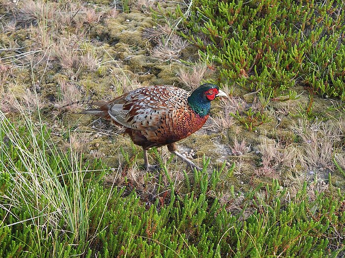 Vögel in Schleswig-Holstein