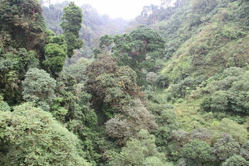 Regenwald bei Riaba auf Bioko