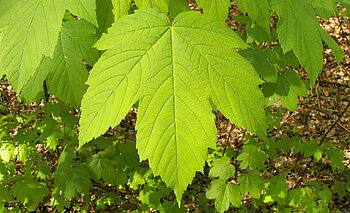 Ahornblatt, Nationalsymbol von Kanada