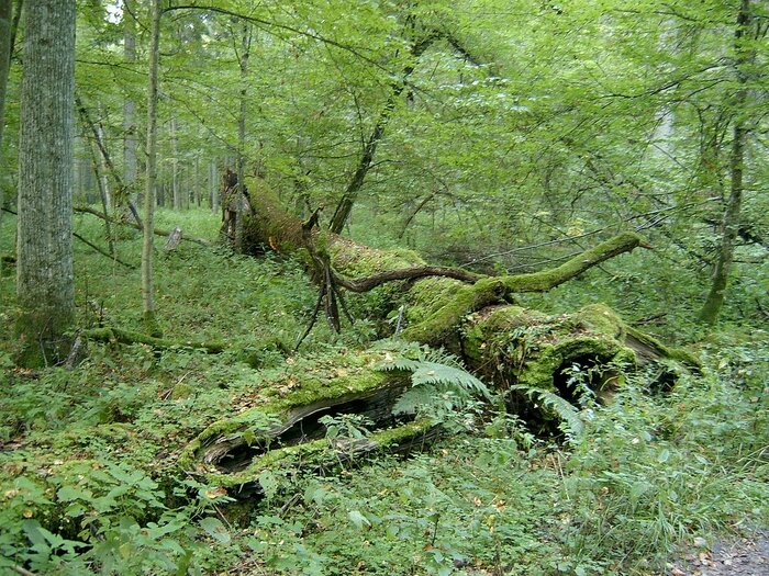 Urwald im Bialowieza-Nationalpark in Belarus