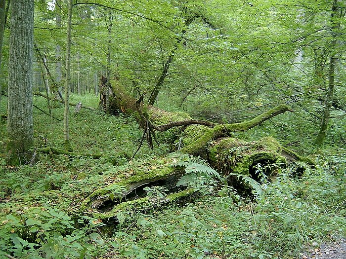 Urwald im Bialowieza-Nationalpark in Belarus