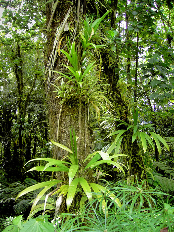 Epiphyten im Regenwald von Dominica