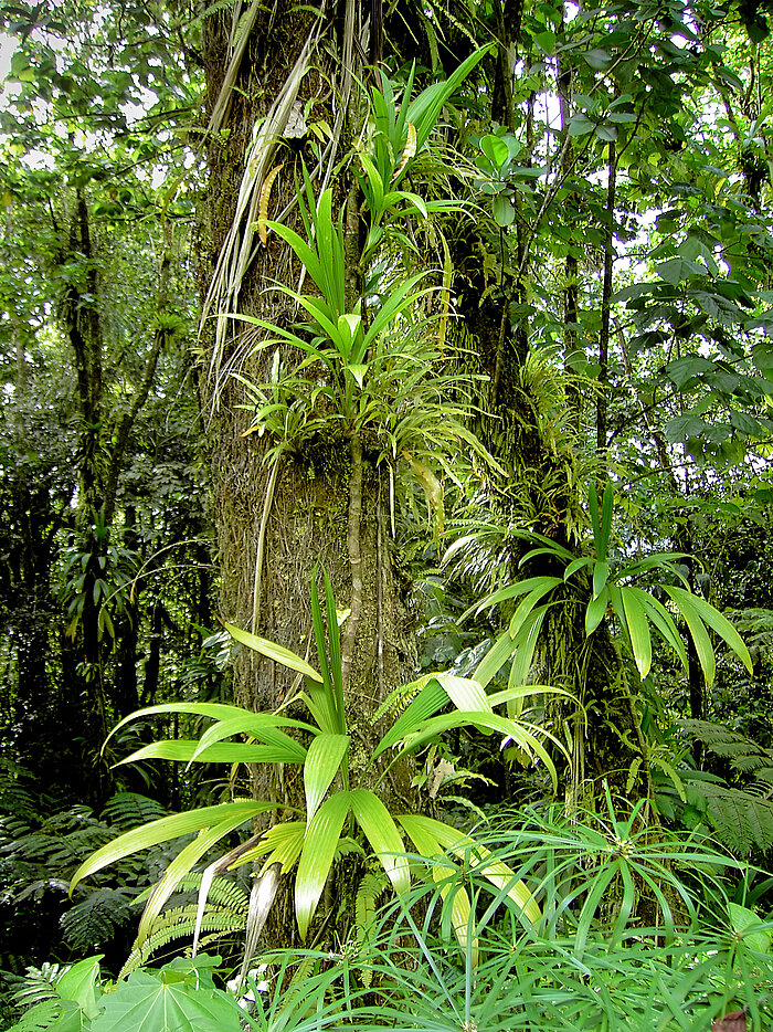 Epiphyten im Regenwald von Dominica