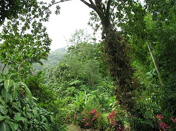 Flora Fauna Dominica