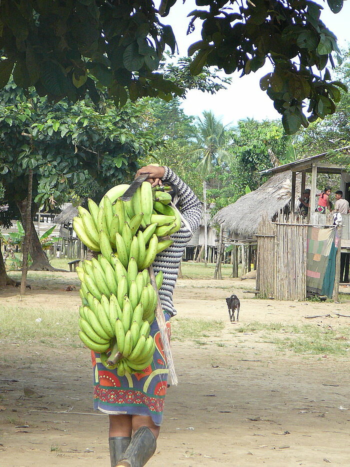 Bananentransport in Panama