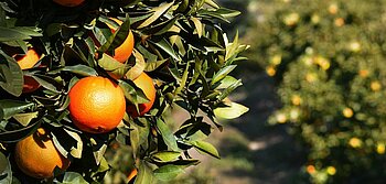 Orangen wachsen in Spanien