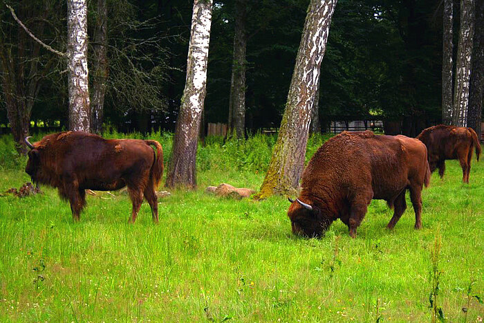 Wisente im Bialowieza-Nationalpark