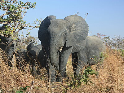 Burkina Faso Natur