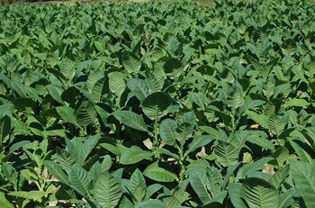 Kubas Landwirtschaft Landwirtschaft: Tabakfeld auf Kuba