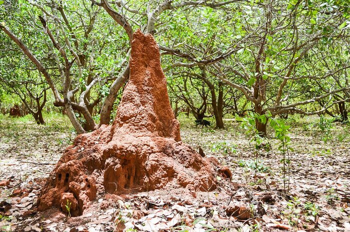 Termitenhügel in Guinea-Bissau