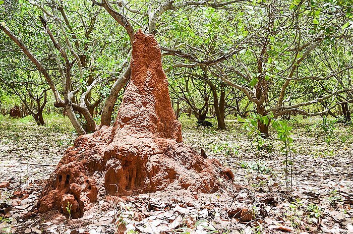 Termitenhügel in Guinea-Bissau