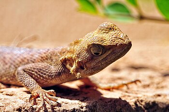 Echse im Senegal