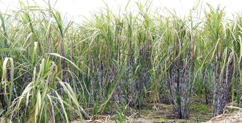 Kuba als Kolonie: Zuckerrohr