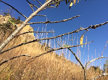 Folgen des Klimawandels in Madagaskar