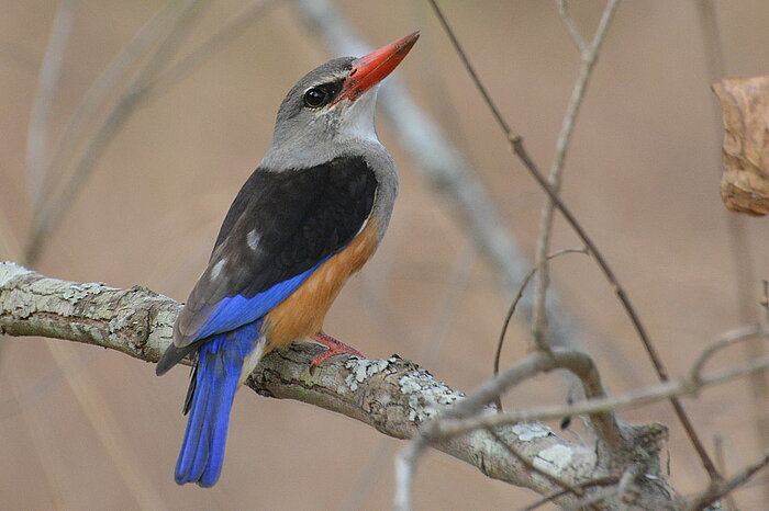 Vogel Graukopflies