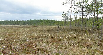 Moor in Finnland