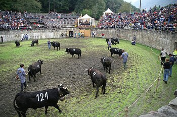 Ringkuhkampf, Schweiz