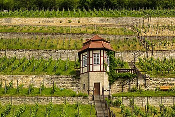 Weinanbau in Sachsen-Anhalt