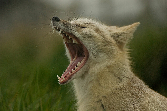 Steppenfuchs oder Korsak