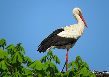 Storch in Polen