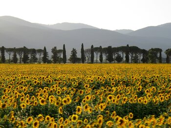 Landschaft in der Toskana
