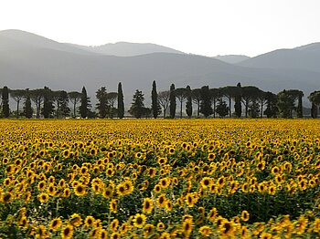 Landschaft in der Toskana