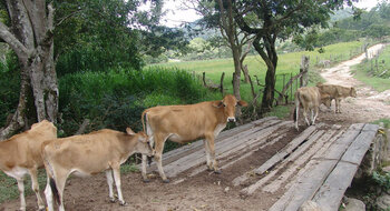 Viehhaltung in Honduras