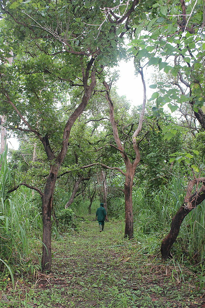 Outamba-Kilimi-Nationalpark