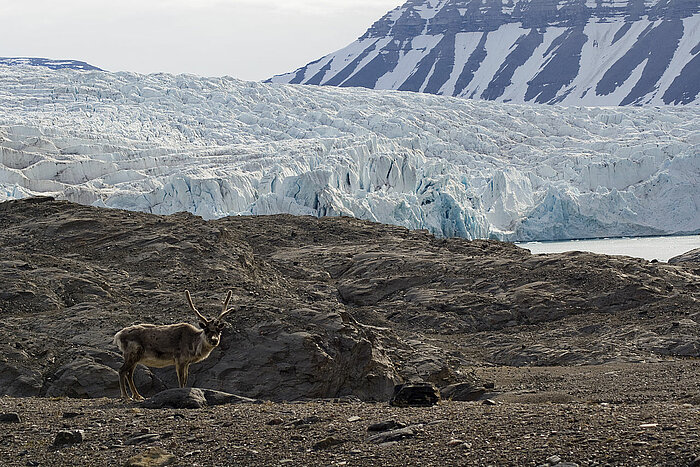 Spitzbergen-Rentier vor dem Nordenskiöldbreen-Gletscher