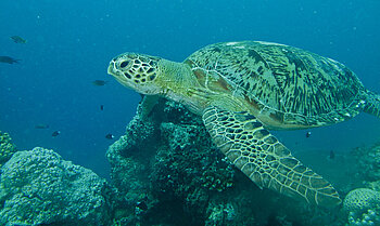 Schildkröte, Malaysia