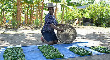 Paprikaernte in Haiti