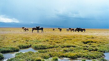 Pferde in der kirgisischen Steppe