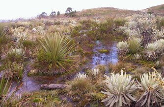 Puya-Pflanzen im kolumbianischen Paramo
