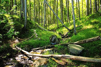 Buchenwald im Nationalpark Jasmund auf Rügen