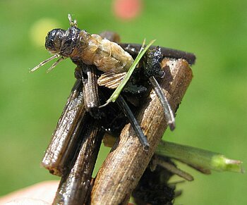 Insekten am See in Mecklenburg-Vorpommern Köcherfliegenlarve in ihrem Köcher