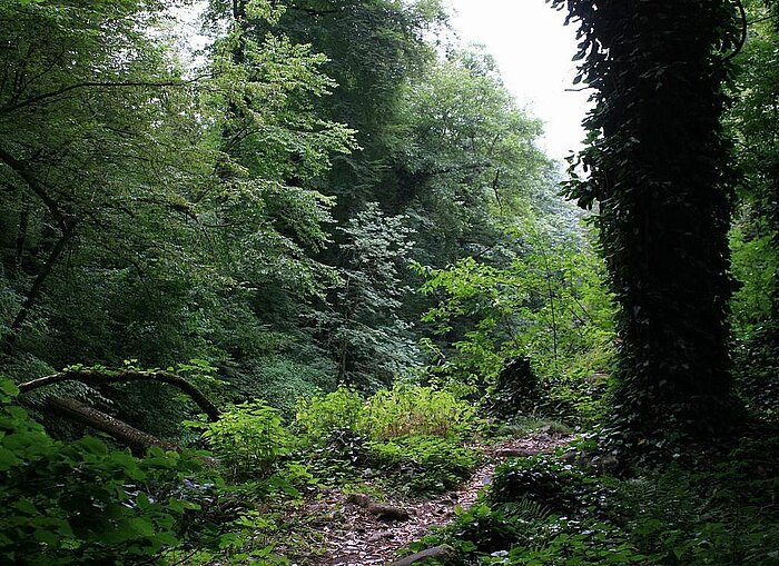 Lagodechi-Nationalpark