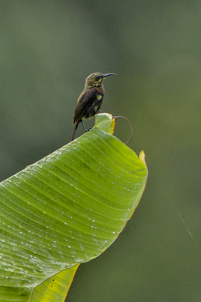 Kupfernektarvogel in Ghana