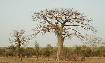 Baobabbaum in Niger