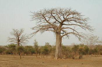 Niger Natur Tiere Pflanzen