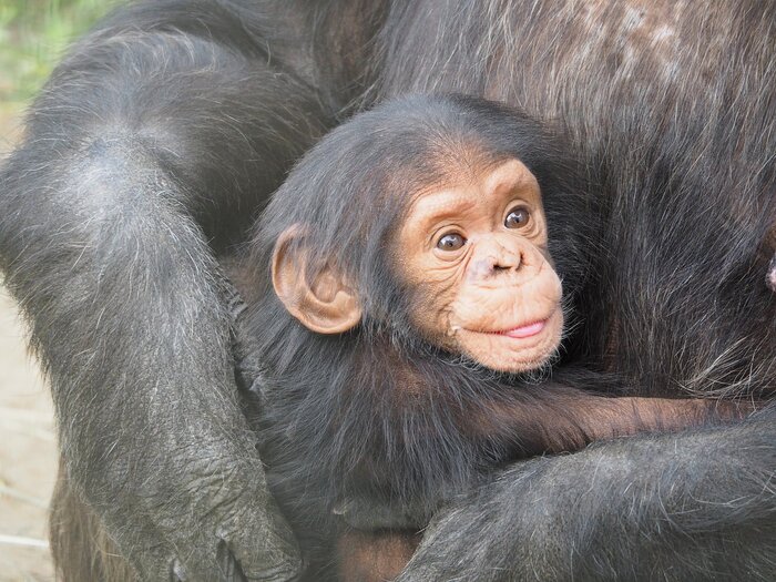 Schimpanse, Burundi