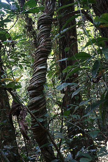 Wald in der Elfenbeinküste