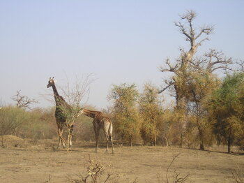 Giraffen im Bandia-Naturreservat im Senegal