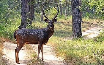 Sambar