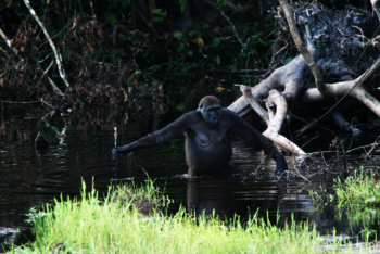 Westlicher Flachlandgorilla im Nouabalé-Ndoki Nationalpark