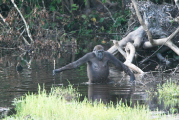 Westlicher Flachlandgorilla im Nouabalé-Ndoki Nationalpark