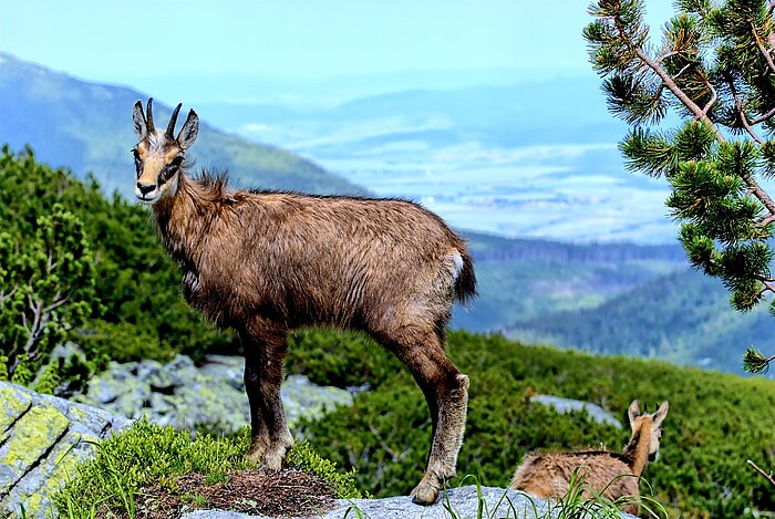 Tiere im Tatra